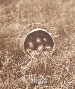 Photographie d'art fine d'un ancien jardin de haricots verts et de poivrons afro-américains, vieil homme